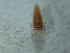 Phlogotettix cyclops