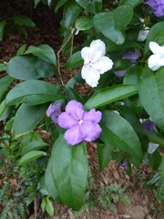 Brunfelsia uniflora