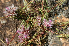 Polycarpaea spirostylis