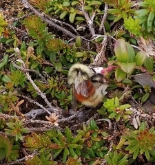 Bombus lapponicus