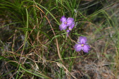 Thysanotus banksii