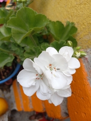 Pelargonium