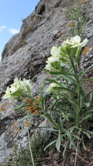 Erysimum flavum altaicum