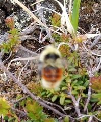 Bombus lapponicus
