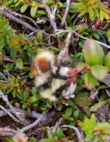 Lapland Bumble Bee