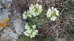Erysimum flavum altaicum
