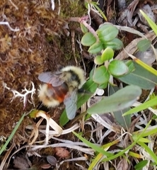 Bombus lapponicus