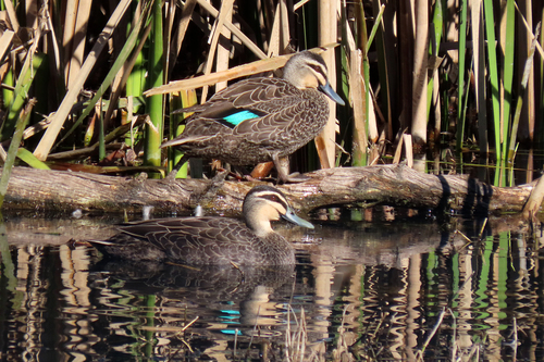 Pacific Black Duck, photo 6 of 10