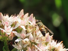 Eristalinus