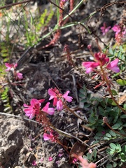 Indigofera brendae