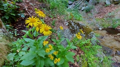 Doronicum austriacum