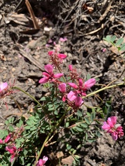 Indigofera brendae