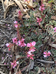 Indigofera brendae