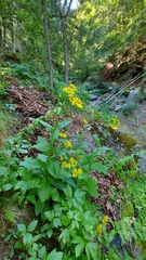 Doronicum austriacum