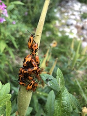 Oncopeltus fasciatus