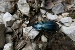 Carabus monilis