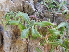 Calendula suffruticosa