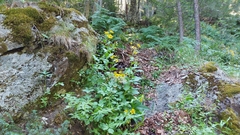 Doronicum austriacum