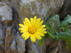 Calendula suffruticosa