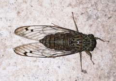 Purana tigrina