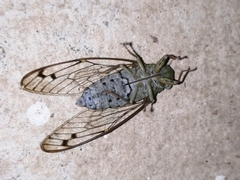 Purana tigrina