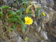 Calendula suffruticosa