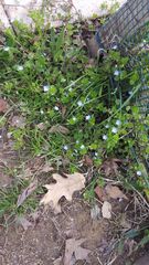 Veronica persica