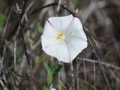 Calystegia occidentalis