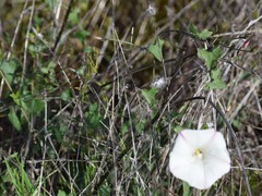 Calystegia occidentalis