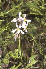 Cyanella orchidiformis