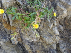 Calendula suffruticosa