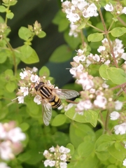 Helophilus trivittatus