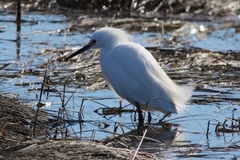 Egretta thula thula