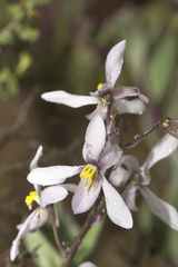 Cyanella orchidiformis