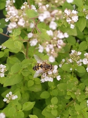 Helophilus trivittatus