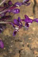 Lapeirousia pyramidalis regalis