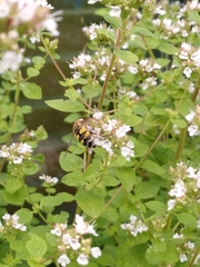 Helophilus trivittatus