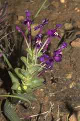 Lapeirousia pyramidalis regalis