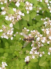 Helophilus trivittatus