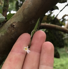 Ionopsis satyrioides