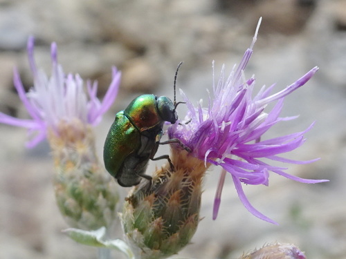 Cryptocephalus globicollis