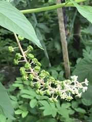 Phytolacca americana