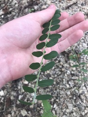 Phyllanthus evanescens
