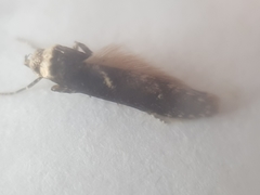 Eulamprotes wilkella