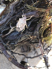 Podisus serieventris