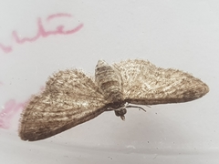 Eupithecia tenuiata