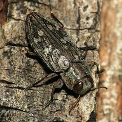 Chrysobothris femorata