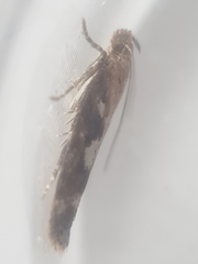 Caryocolum marmorea