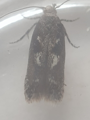 Caryocolum marmorea