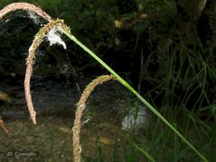 Carex pendula